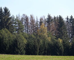 Rolnický a lesnický fond spustí v dubnu příjem žádostí na úvěry v lesnictví