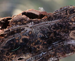Jihočeští vědci vyzráli na kůrovce. Vyvinuli sondu, která jim pomáhá s jeho včasným odhalením