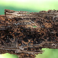 Ústav: Kůrovcové těžby v ČR klesají, klimatické výkyvy ale nadále lesy ohrožují