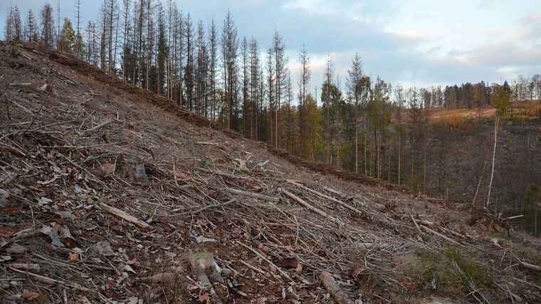 Les se po požáru obnoví sám, větší problém je klimatická krize
