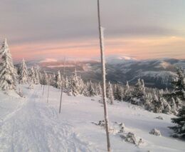 Kvůli kůrovci mizí značení. A také vzácné stromy