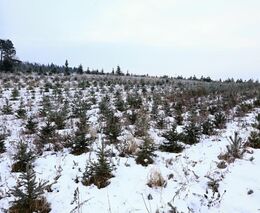 Při obnově lesů by mohly pomoci cizokrajné stromy, otestují to na Jihlavsku