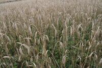 Farma Domašín - stříbrná medaile v programu Pestrá krajina 2019