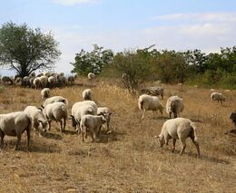 Farma Jiřího Marka - další zlatá medaile v programu Pestrá krajina