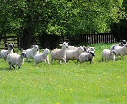 Rodina Sotonových hospodaří v Trstěnici s úctou k odkazu svých předků