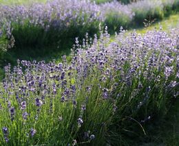 Srnec nám sežral všechny bylinky kromě levandule, proto ji pěstujeme, říká farmář