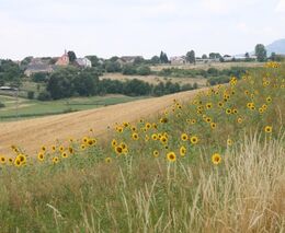 Kvetoucí pásy přímo uprostřed polí mohou pomoci s regulací škůdců i udržováním zdravé půdy 