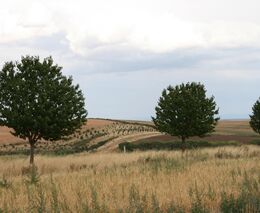Týden podle PH č. 31 - 2022 (pH týdne: 8)
