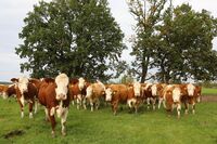 Další zlatý medailista v programu ASZ ČR Pestrá krajina 2020 - Rodinná farma Placandů