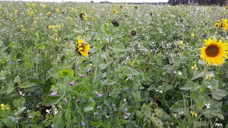 Odborníci: Alternativně hospodaří farmáři v ČR na 16 pct půdy, počet ale roste 