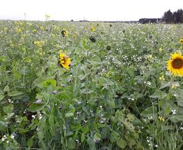 Odborníci: Alternativně hospodaří farmáři v ČR na 16 pct půdy, počet ale roste