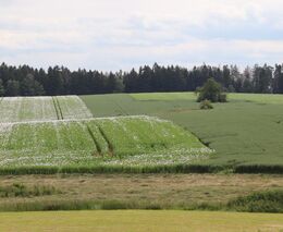 Třetí zlatý medailista v programu ASZ ČR Pestrá krajina 2020 - Statek Novotinky