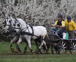 S ASCHK do Německa nejen na Mistrovství světa dvojspřeží