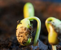 Zemědělští vědci a vědkyně se mohou začít hlásit do soutěží o Ceny ministra zemědělství