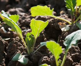 Farmáři vydělají, protože neorají