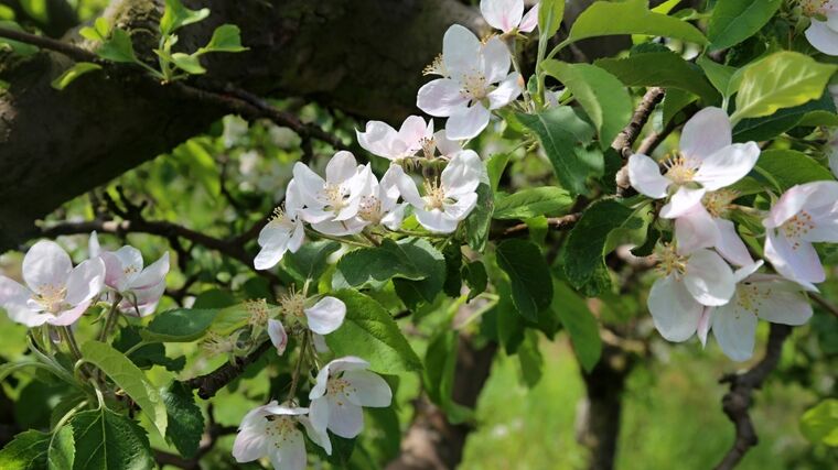Noční mrazy mohou poškodit kvetoucí ovocné stromy, varovali meteorologové