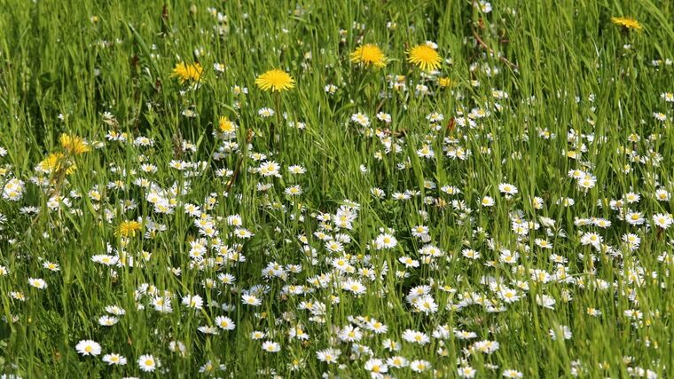 Bezmála 2,5 miliardy korun poskytne SZIF na ošetřování travních porostů 