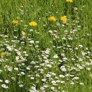 Bezmála 2,5 miliardy korun poskytne SZIF na ošetřování travních porostů 