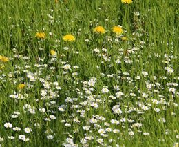 Bezmála 2,5 miliardy korun poskytne SZIF na ošetřování travních porostů 