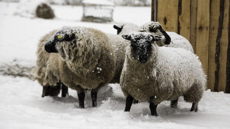 SVS: Ovce či kozy lze převážet do určitých zemí bez testu na katarální horečku