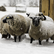 SVS: Ovce či kozy lze převážet do určitých zemí bez testu na katarální horečku