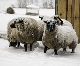 SVS: Ovce či kozy lze převážet do určitých zemí bez testu na katarální horečku
