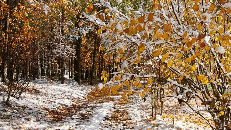 Týden v zemědělství podle Petra Havla – č. 51