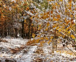 Týden v zemědělství podle Petra Havla – č. 51