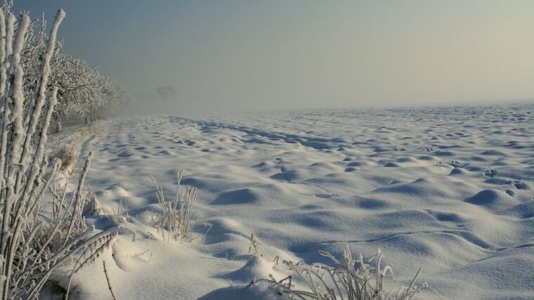 Odbornice: Mrazivá zima prověří odolnost teplomilných rostlin na zahradách