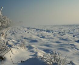 Odbornice: Mrazivá zima prověří odolnost teplomilných rostlin na zahradách