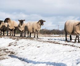 Chov zvířat v roce 2025: Čeká se na zákony, hlídání nemocí a dražší povolenky