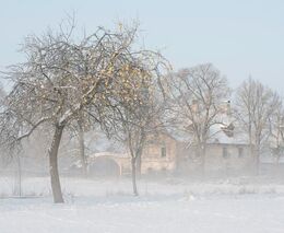 Mrazivé počasí pomůže v ovocných sadech redukovat choroby a škůdce