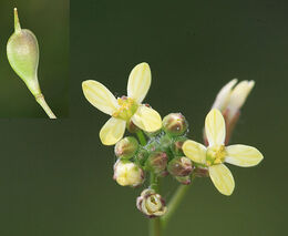 Rostliny, které zažily nedostatek, plodí zdatnější potomky
