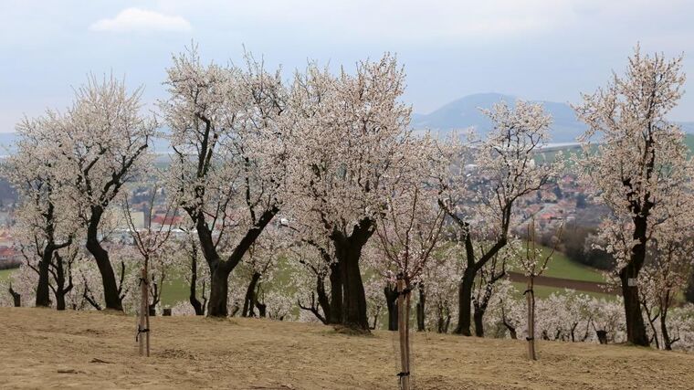 K úspěšnému pěstování nepotřebuji chemii, používám mikroskopické houby, říká zemědělec Martin Smetan