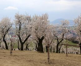 K úspěšnému pěstování nepotřebuji chemii, používám mikroskopické houby, říká zemědělec Martin Smetan