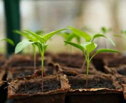 MZe letos poskytne na uchování, šlechtění a výzkum genetických zdrojů 85 milionů korun