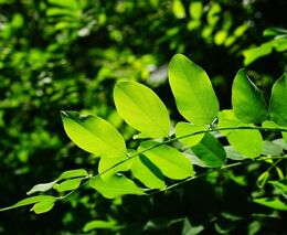 Pozvánka na Ruzyňský den výživy rostlin a agrotechniky