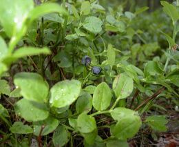 Vědci popsali, jak rostliny zjistí tvrdost půdy, způsob překvapil