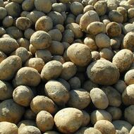 Čeští zemědělci asi omezí pěstování brambor na jídlo, na loňských prodělávají