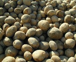 Jablka za 6 korun, brambory za 15. U farmářů je levnější ovoce i zelenina