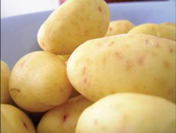 Pro prodej konzumních brambor pěstitelem přímo spotřebitelům neplatí povinnost registrace