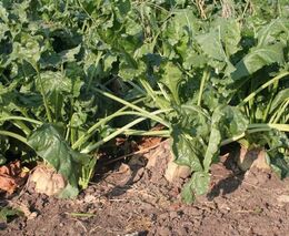 Týden podle PH č. 45 - 2017 (pH týdne: 7)