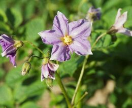 Pozvánka na skupinovou akci v rámci projektu MZe „Demonstrační farmy“