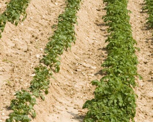 Ochranu brambor pomocí biopesticidů prozkoumají vědci z Mendelovy univerzity