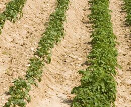 Ochranu brambor pomocí biopesticidů prozkoumají vědci z Mendelovy univerzity