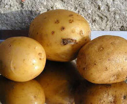 Sezóna raných brambor: Pěstitelé se mohou sdružovat do organizací producentů