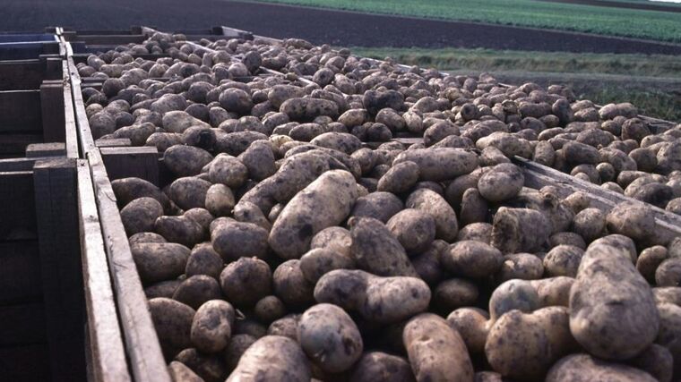 Zákaz pesticidů dopadl na pěstitele cukrovky. Končí navzdory rekordním cenám