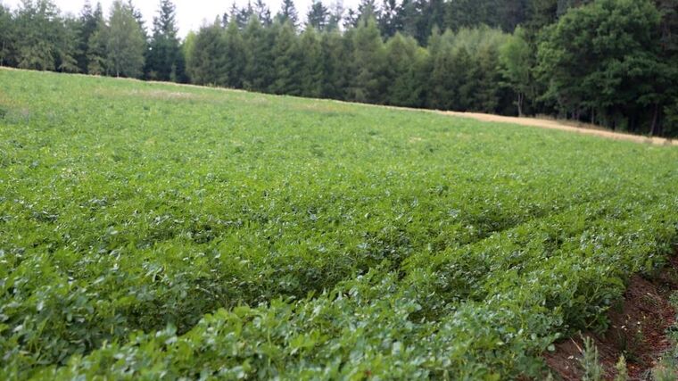 České brambory se letos zpozdí a podraží. Zemědělce trápí častý déšť a chladno