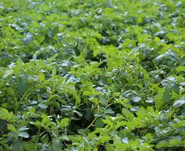 Na Vysočině je nasázená asi polovina brambor, později v ČR začne sklizeň raných