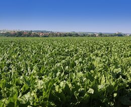 Zemědělci znovu kritizují dohodu EU s Latinskou Amerikou